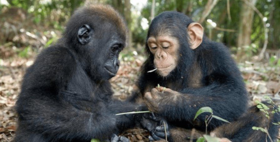Chimpanzees and Gorillas Comparison Wildlife Experience
