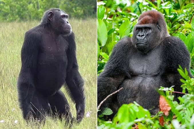 Differences Between Chimpanzees and Gorillas in Uganda