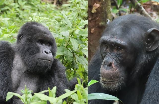 Mountain Gorillas and Chimpanzees Differences in Africa