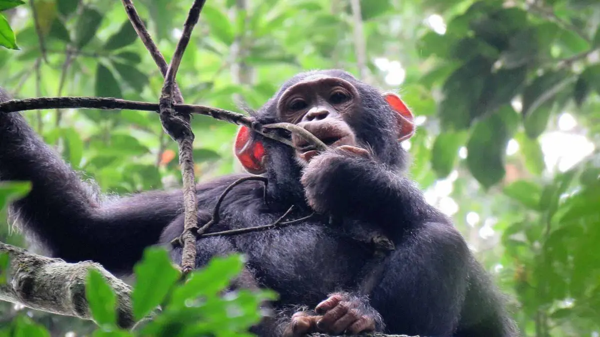 Differences Between Gorilla Trekking and Chimpanzee Tracking
