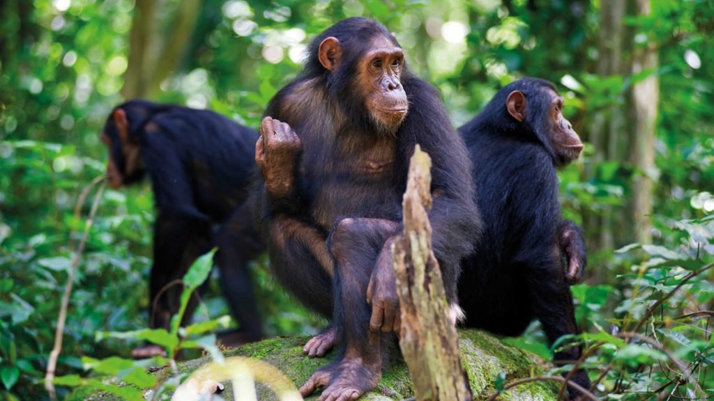 Gorilla Trekking and Chimpanzee Tracking Experiences Compared