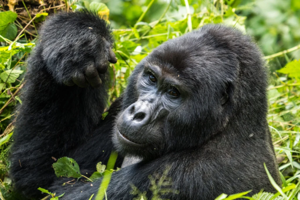 Differences Between Gorilla Trekking and Chimpanzee Tracking
