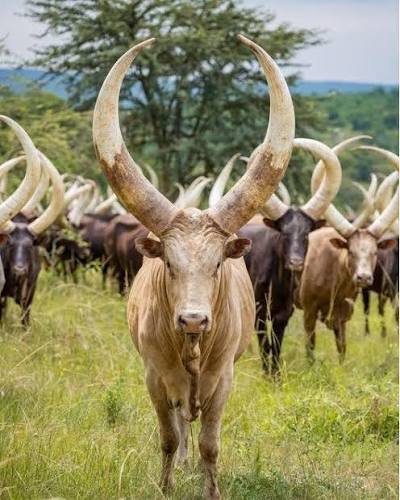Experience Ankole Cattle Heritage and Culture in Uganda