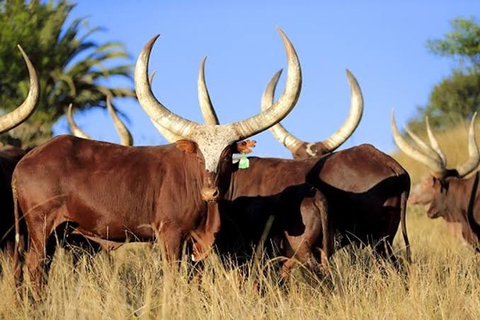 Ankole Long Horned Cattle Cultural Experience Uganda