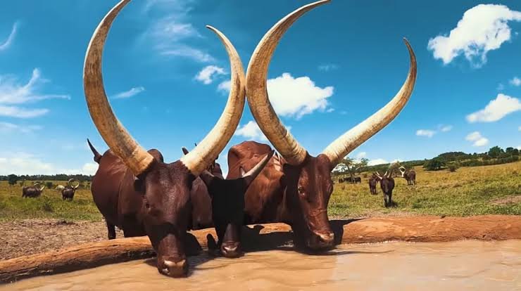 Discover Ankole Long Horned Cattle Experiences in Uganda
