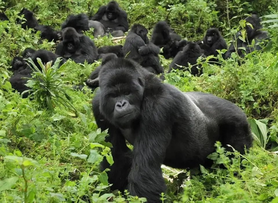 Drone Perspectives in Uganda National Parks Safari Tours