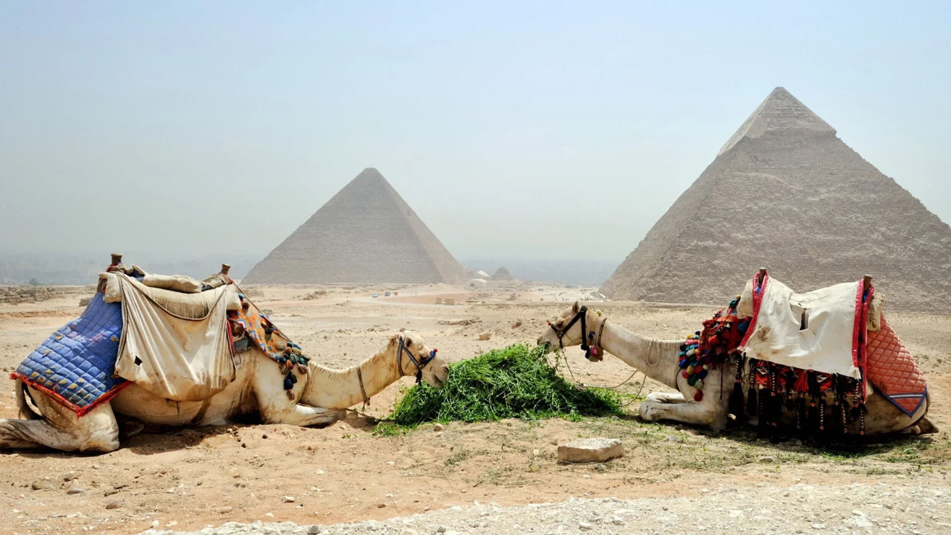Egypt cultural tour specialists focus on showcasing the country’s incredible heritage, ancient traditions, and historical landmarks through immersive travel experiences. These operators help travelers discover the stories behind Egypt’s famous monuments, allowing them to connect with thousands of years of civilization