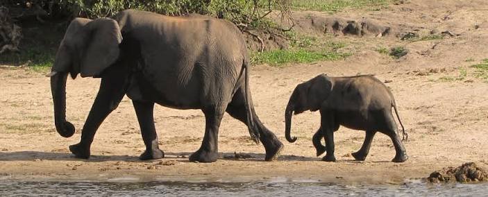 Although Egypt is globally recognized for its ancient history, the country also offers incredible nature and wildlife experiences through its deserts, wetlands, coastal ecosystems, and protected areas. Egypt wildlife and nature tour