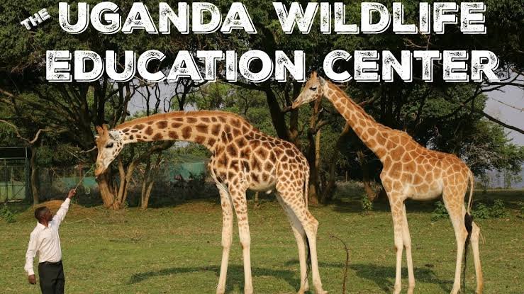 Family Friendly Visit to Entebbe Zoo Uganda with Children