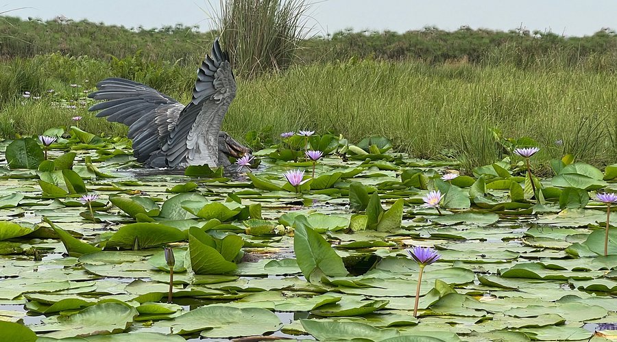 Shoebill Bird Watching Experience at Mabamba Wetland Uganda
