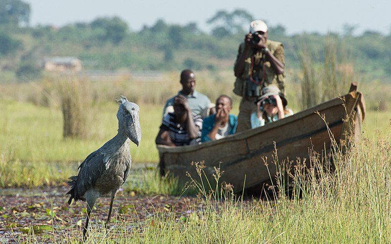 Experience Shoebill Bird Watching at Mabamba Swamp Uganda