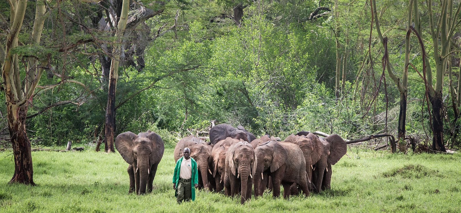 The David Sheldrick Wildlife Trust is one of Nairobi’s most meaningful attractions and a must-visit destination for animal lovers.The conservation center