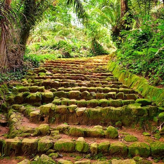 Entebbe Botanical Gardens Nature Experience