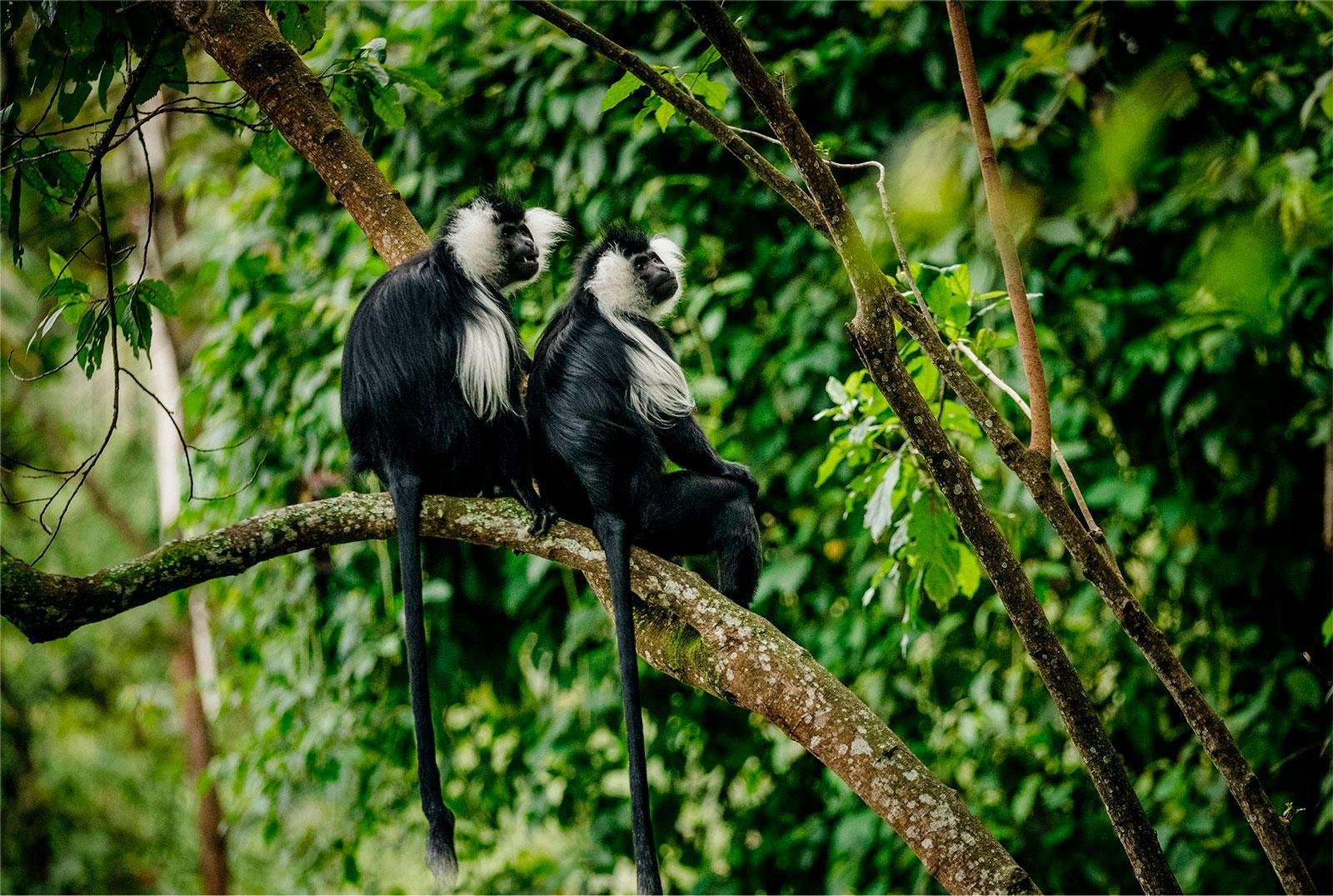 Explore Kibira National Park in Burundi