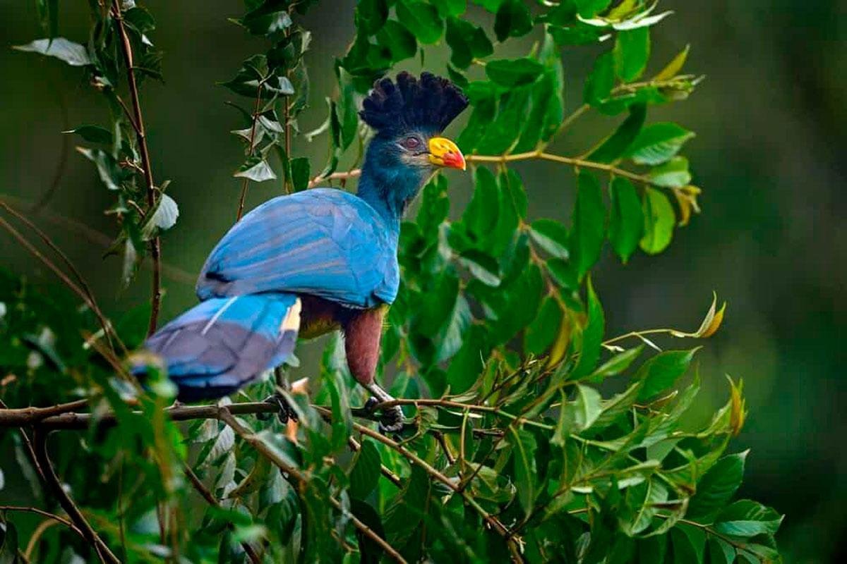 Kibira National Park Burundi Nature and Scenic Landscapes