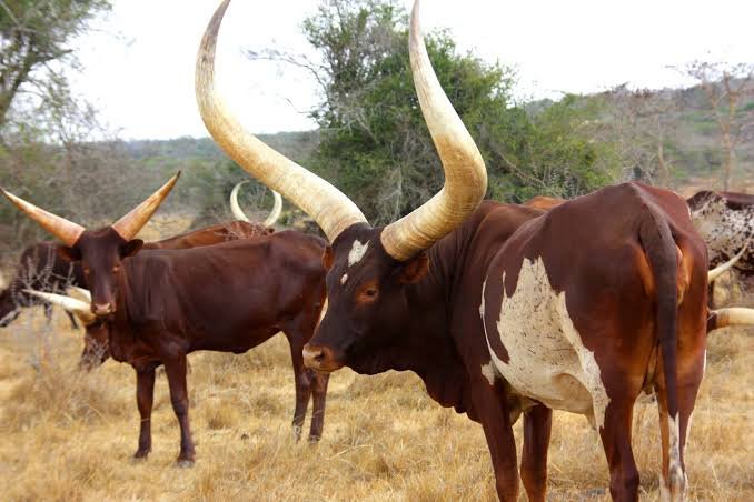Ankole Cattle in Uganda Cultural Heritage Experience