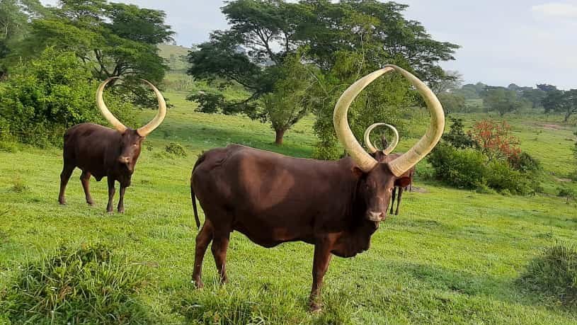 Facts about Ankole Cattle in Uganda