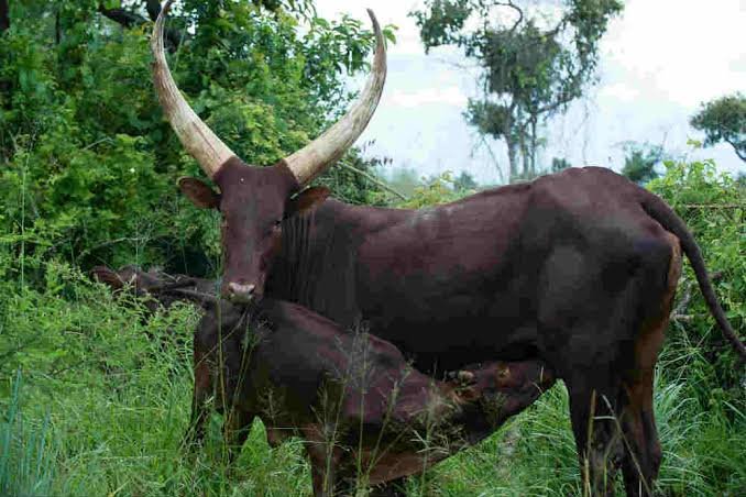 Interesting Facts About Uganda Ankole Longhorn Cattle