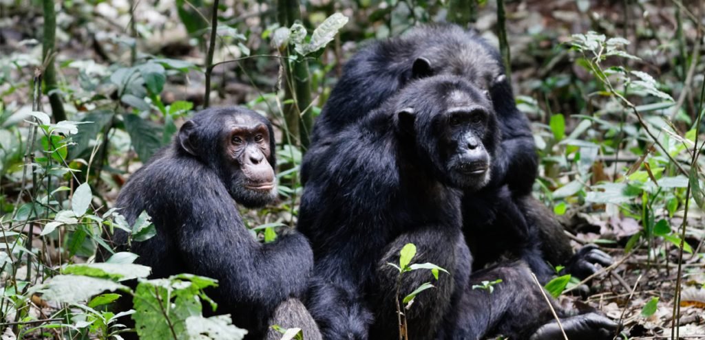 Chimpanzee Tours for Families in Uganda