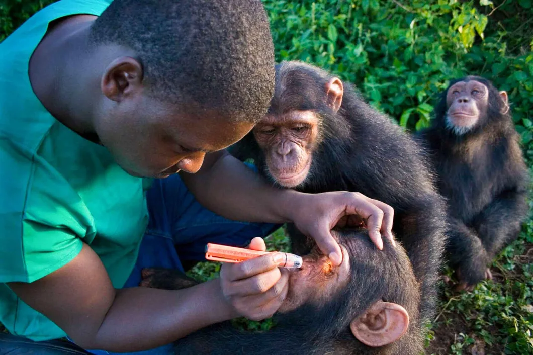Family Chimpanzee Tours in Uganda