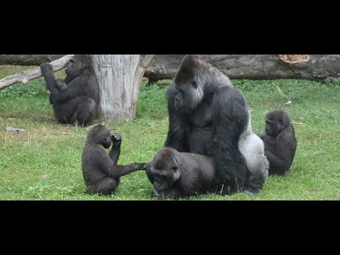 Female Mountain Gorilla Pregnancy and Reproduction Process