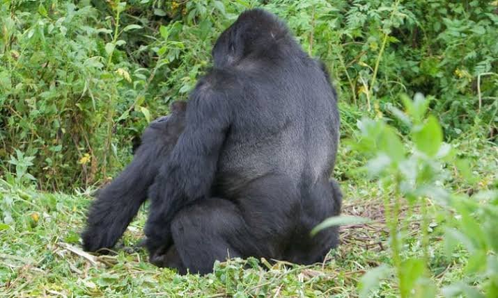 Female Gorilla Reproduction and Pregnancy
