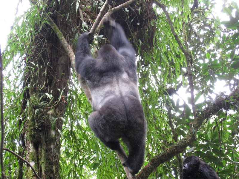 Gorilla Reproduction and Pregnancy Facts