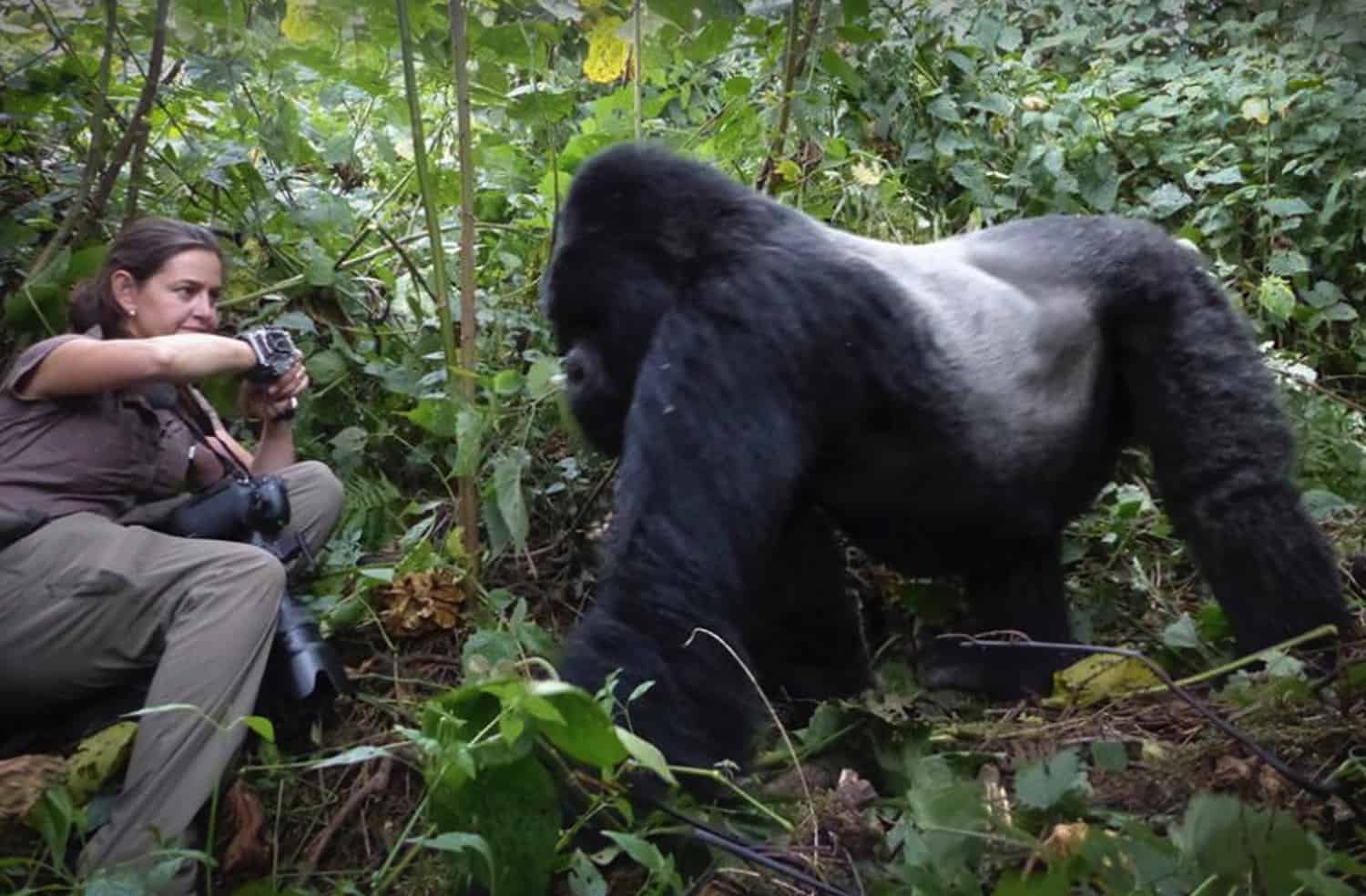 Filming Gorillas in Mgahinga Gorilla National Park Uganda