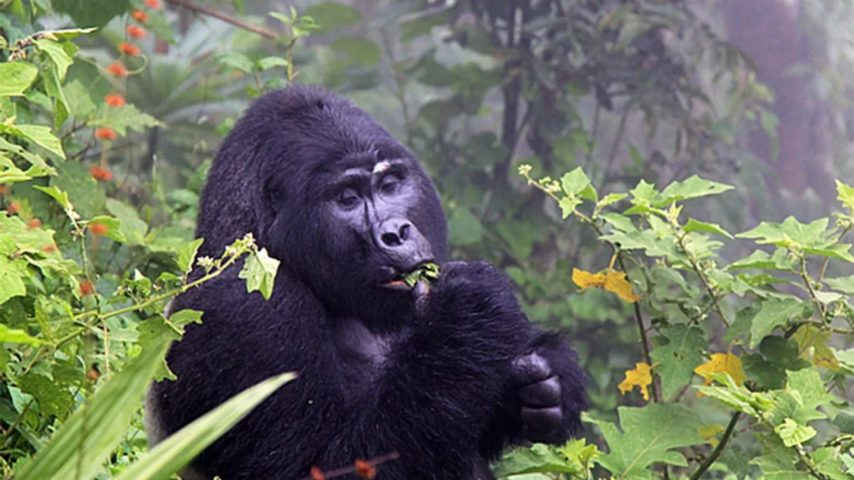 Gorilla Documentary Filming Safari in Mgahinga Uganda
