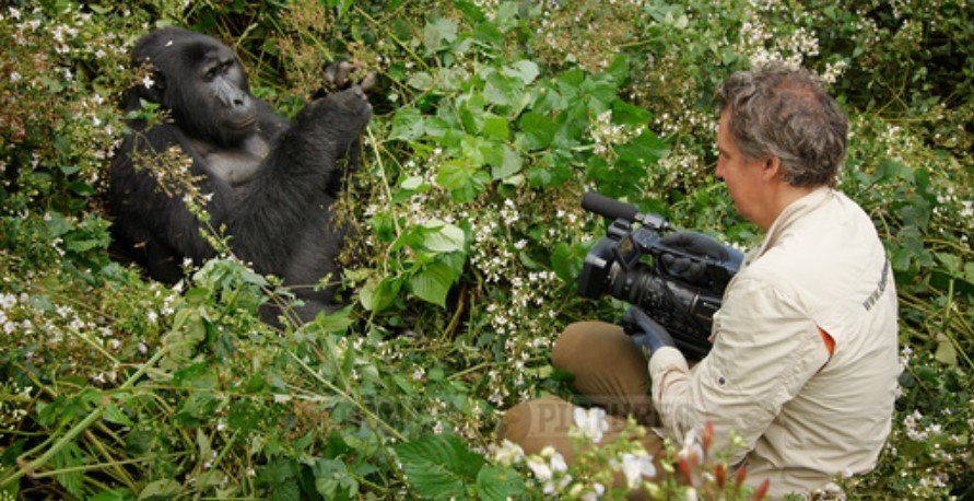 Professional Gorilla Filming in Uganda