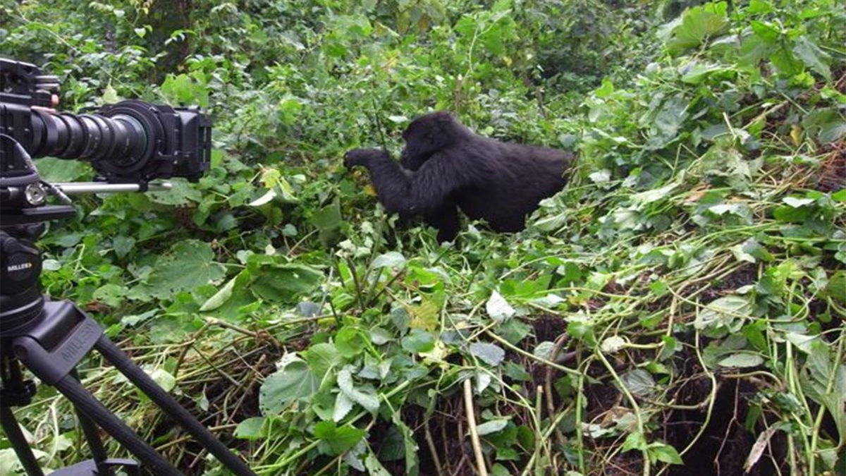 Filming Gorillas in Uganda and Rwanda