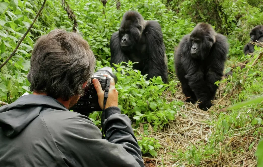 Professional Gorilla Filming Experience in Uganda and Rwanda