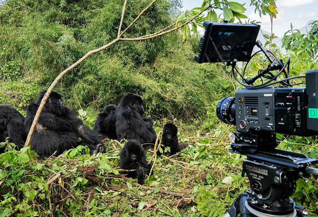 Check Gorilla Permit Availability | Free & Instant