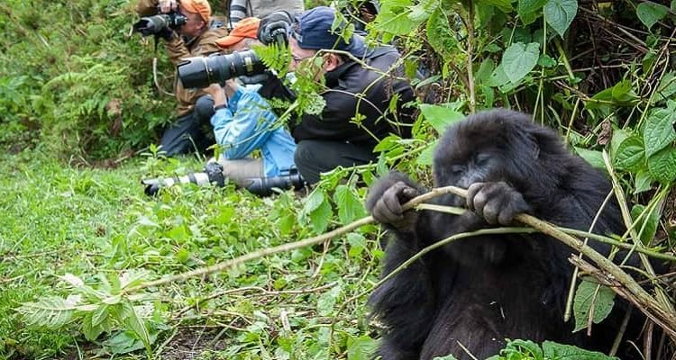 Filming Gorillas in Volcanoes National Park Rwanda