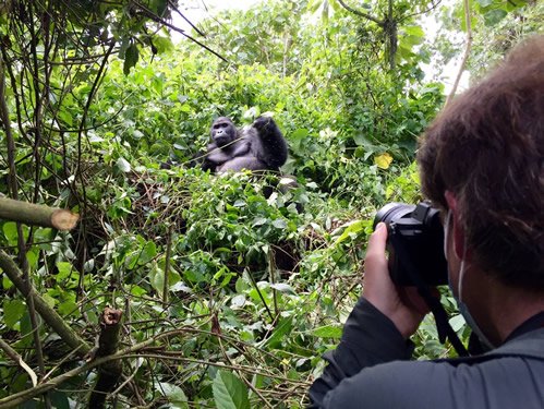 Professional Gorilla Filming in Volcanoes National Park Rwanda