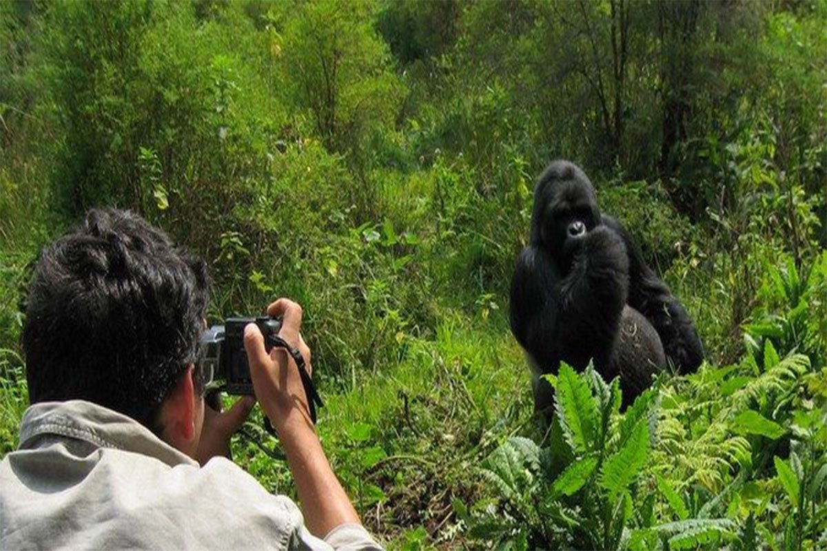 Gorilla Documentary Filming Safari in Volcanoes National Park Rwanda