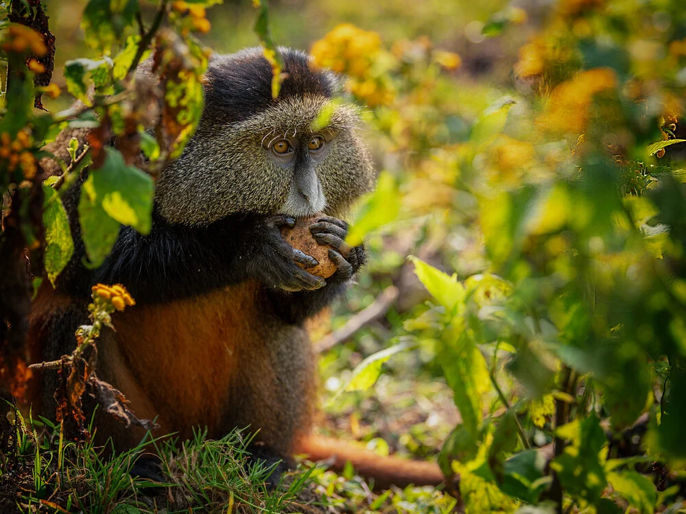 Golden Monkey Trekking for Honeymooners in Rwanda by Nextgen Safaris