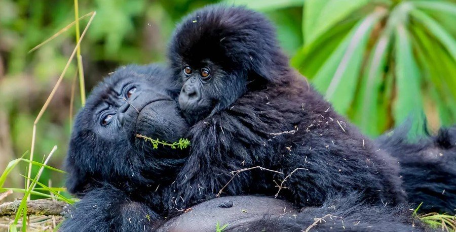 Gorilla Breeding Patterns and Mating Frequency