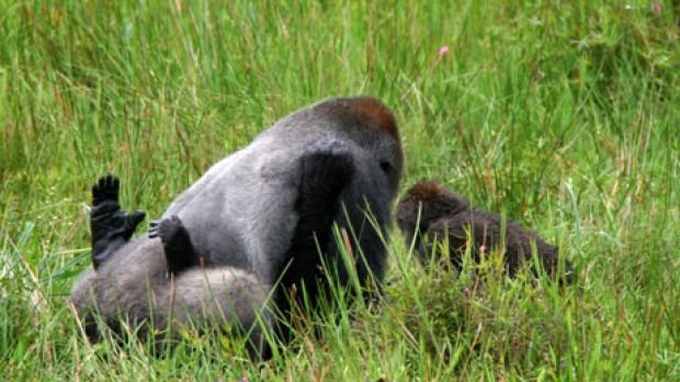 Gorilla Breeding Behavior and Reproduction Patterns