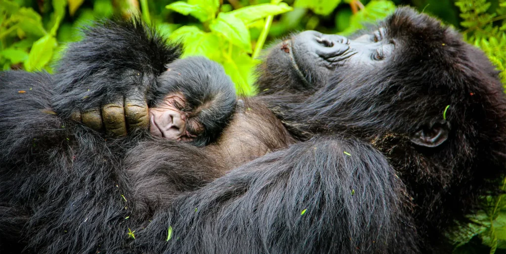Mountain Gorilla Breeding Patterns and Mating Frequency