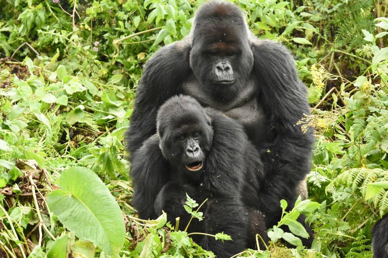 Gorilla Courtship Behavior During Mating Rituals