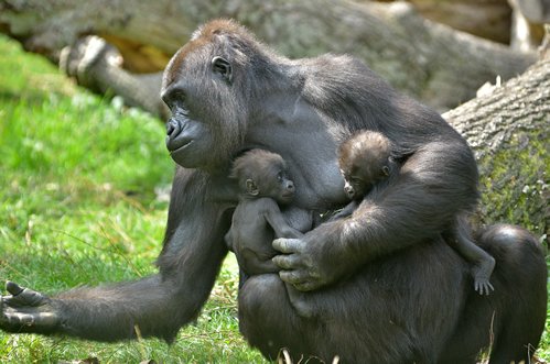 Gorilla Courtship Behavior and Mating Rituals