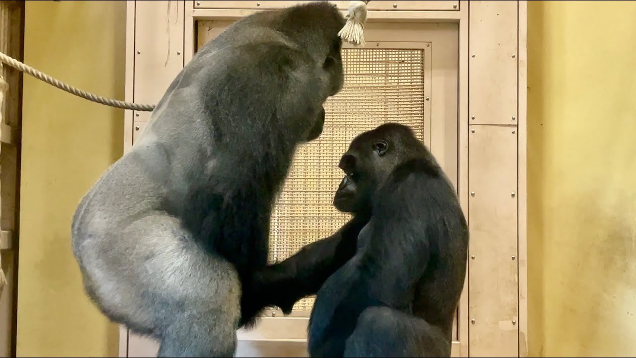 Mountain Gorilla Courtship and Social Behavior
