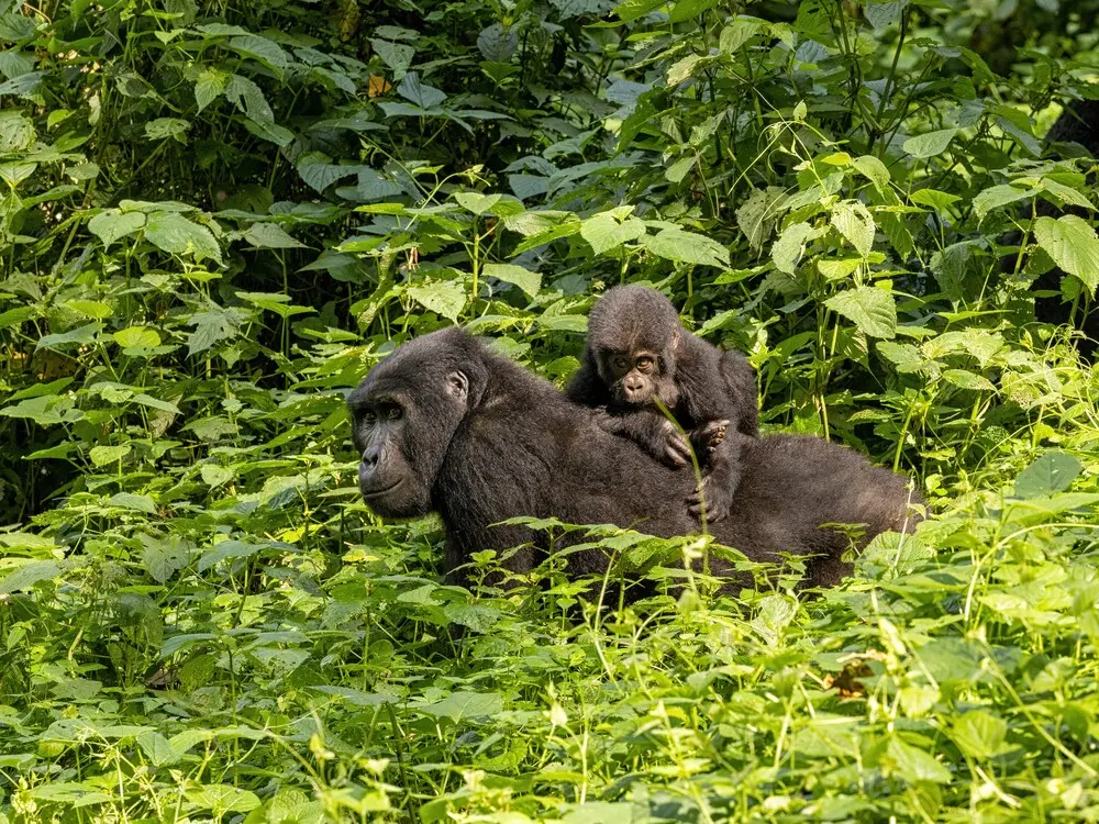 Gorilla-Habituation Booking-with-Nextgen-Safaris