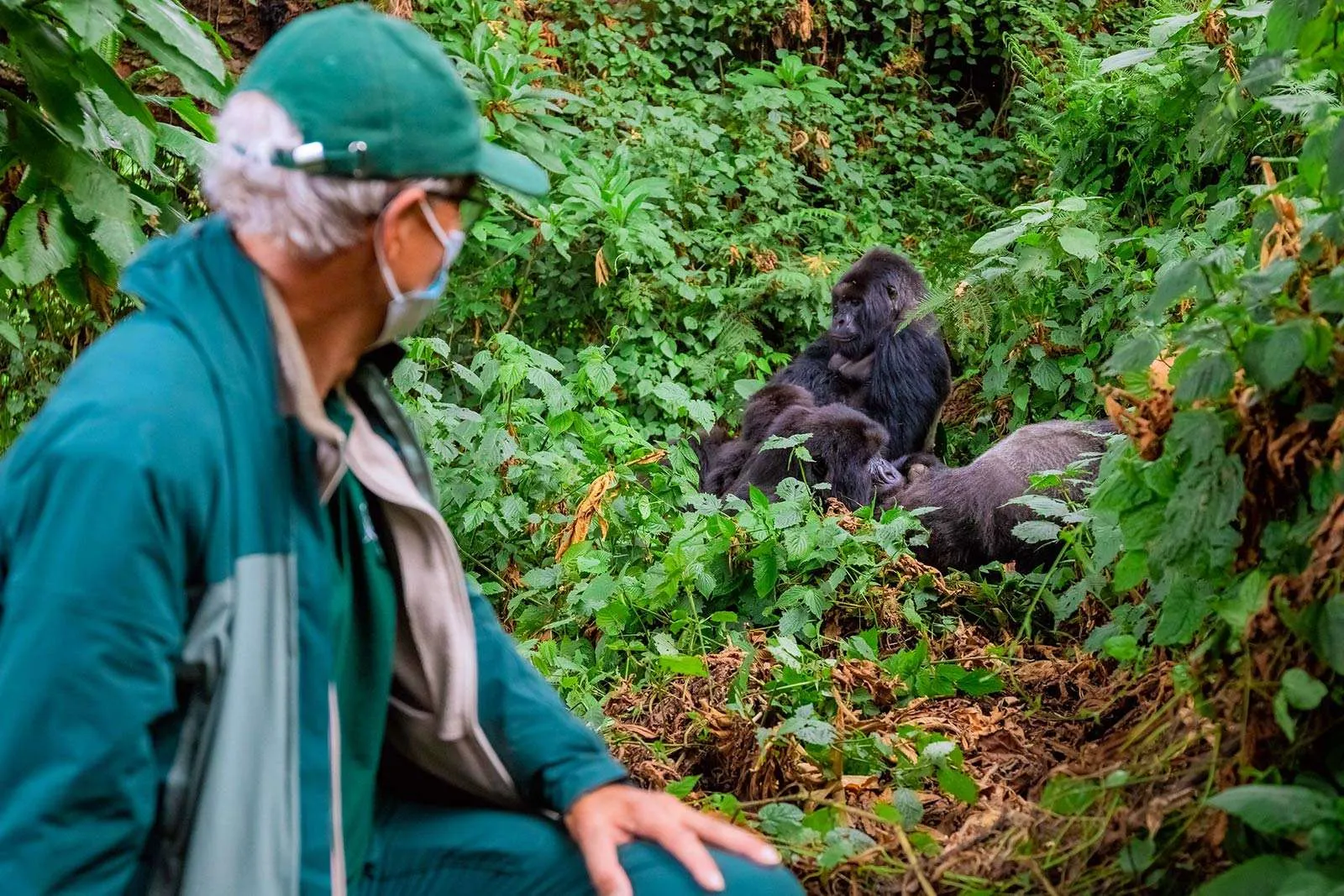 world to the lush forests of Uganda, Rwanda, and the Democratic Republic of Congo. For those new to this adventure, having clear guidance can transform a challenging trek into a smooth and memorable journey. This comprehensive guide provides Gorilla Trekking FAQs for first-time and returning visitors alike, covering everything from permits, preparation, and accommodation to safety, wildlife behavior, and practical advice.