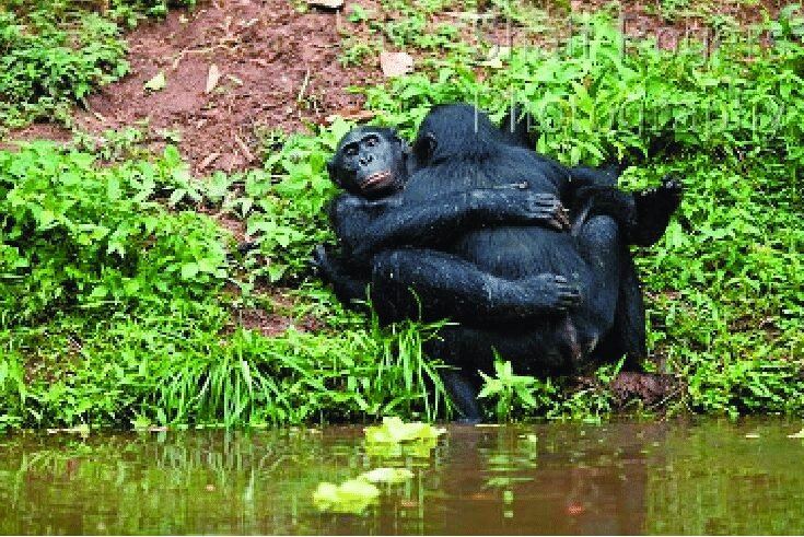 Gorilla Mating Reproduction Breeding and Courtship