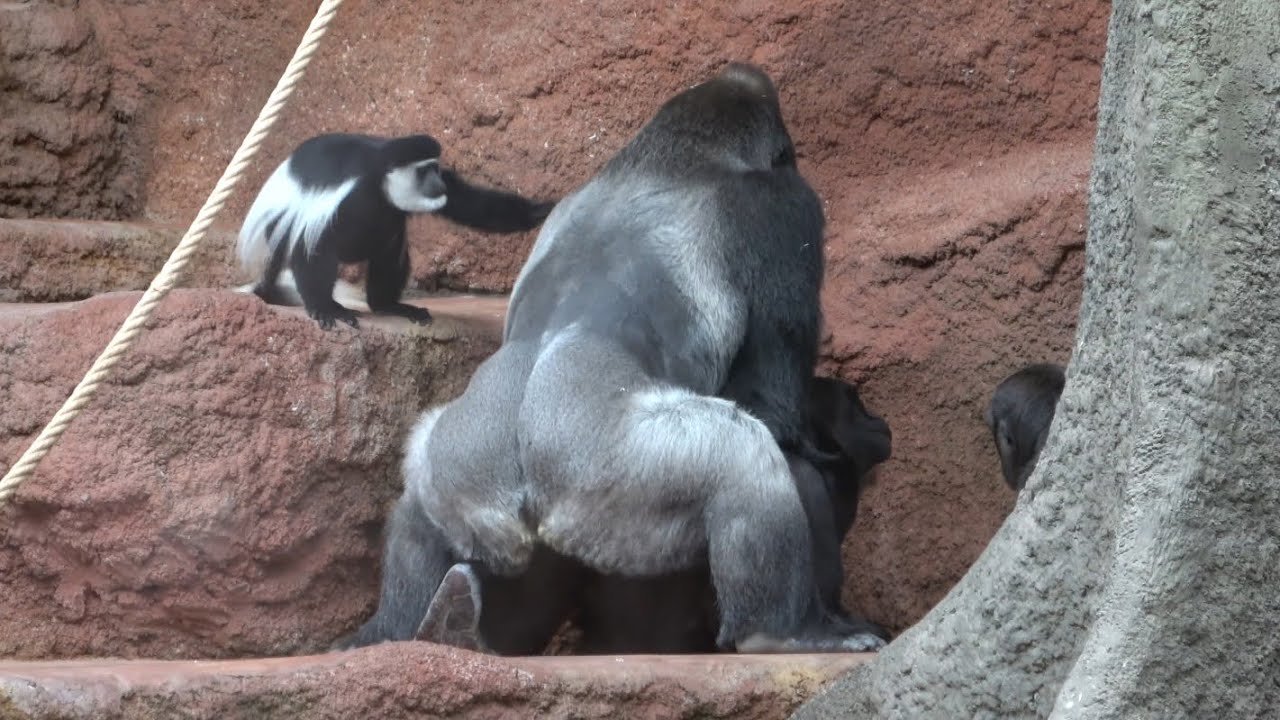 Gorilla Mating and Reproduction Behavior