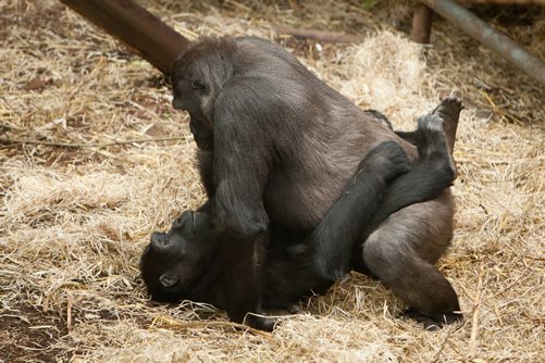Gorilla Breeding and Courtship Experience