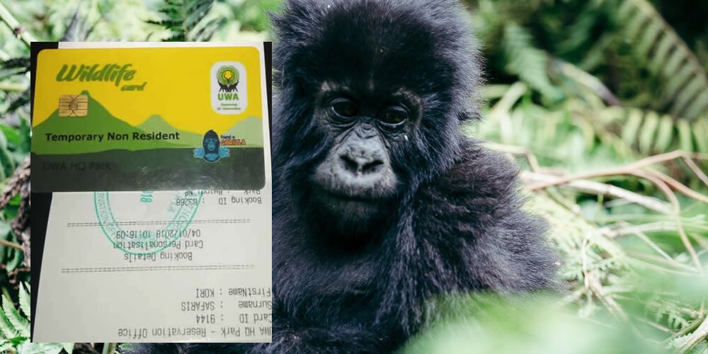 Congo gorilla trekking requires proper planning, including obtaining permits, arranging transportation, and selecting suitable