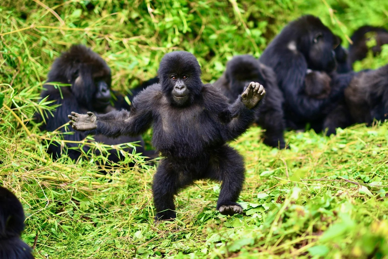 Gorilla Trekking Costs Explained